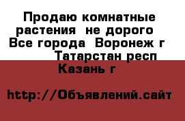 Продаю комнатные растения  не дорого - Все города, Воронеж г.  »    . Татарстан респ.,Казань г.